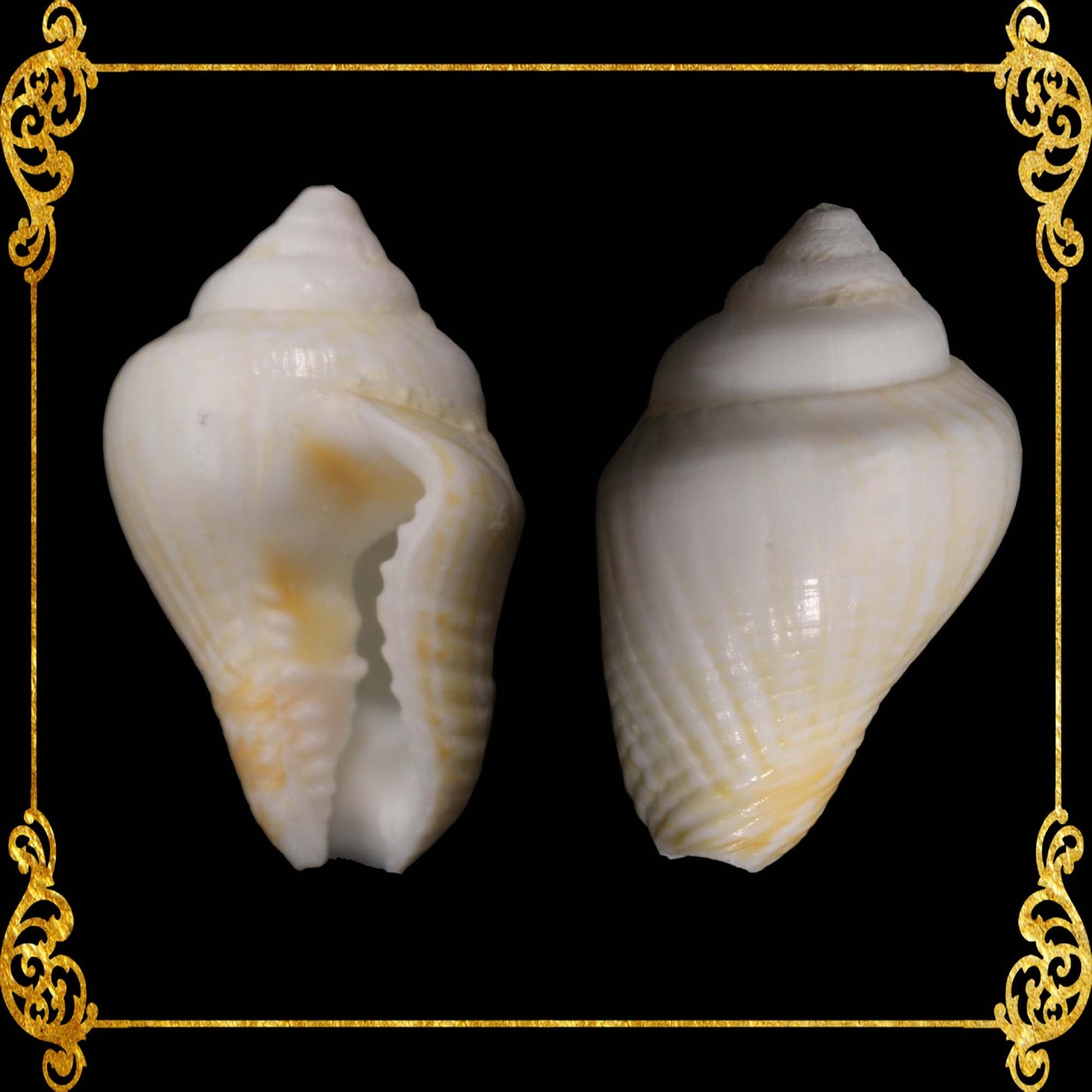 1 Kilo | Palay | Dotted Dove Shell | White | Seashells | Sea shells