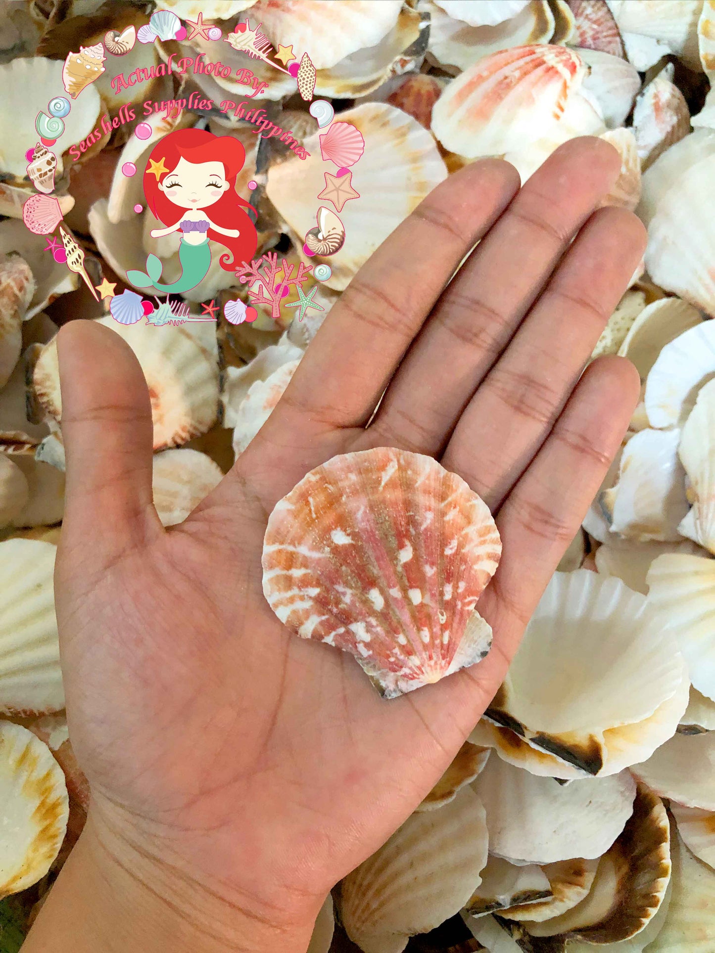 1 Kilo | Pecten Vexilum | Distant Scallop | Seashells | Sea shells