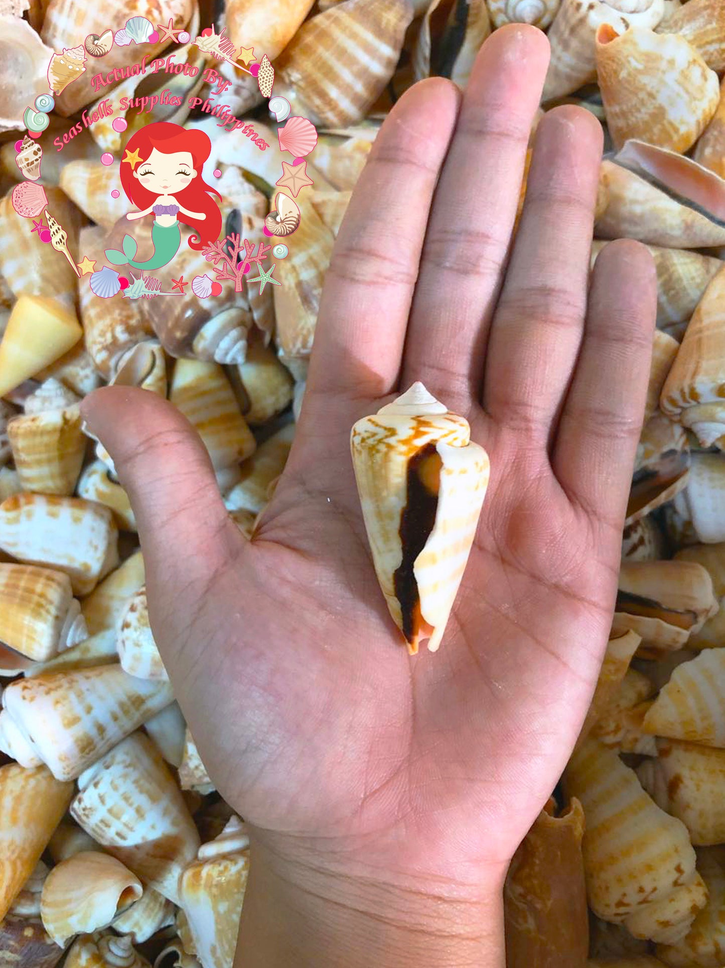 1 Kilo | Red Lips | Strawberry Conch | Seashells | Sea shells