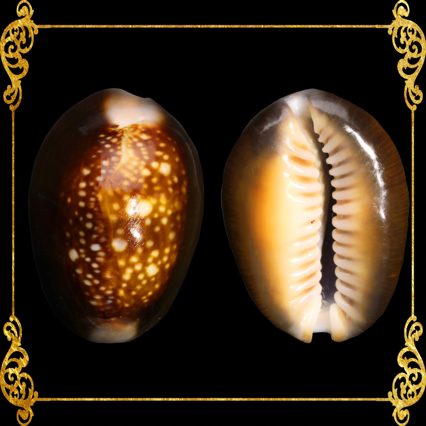 1 Kilo | Sigay | Serpent's Head Cowrie | Seashells | Sea shells