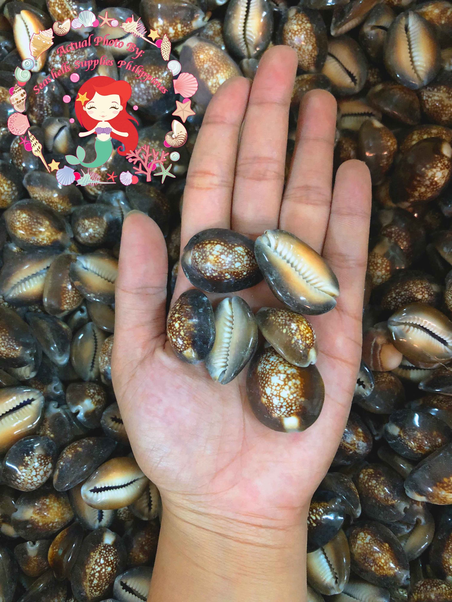 1 Kilo | Sigay | Serpent's Head Cowrie | Seashells | Sea shells