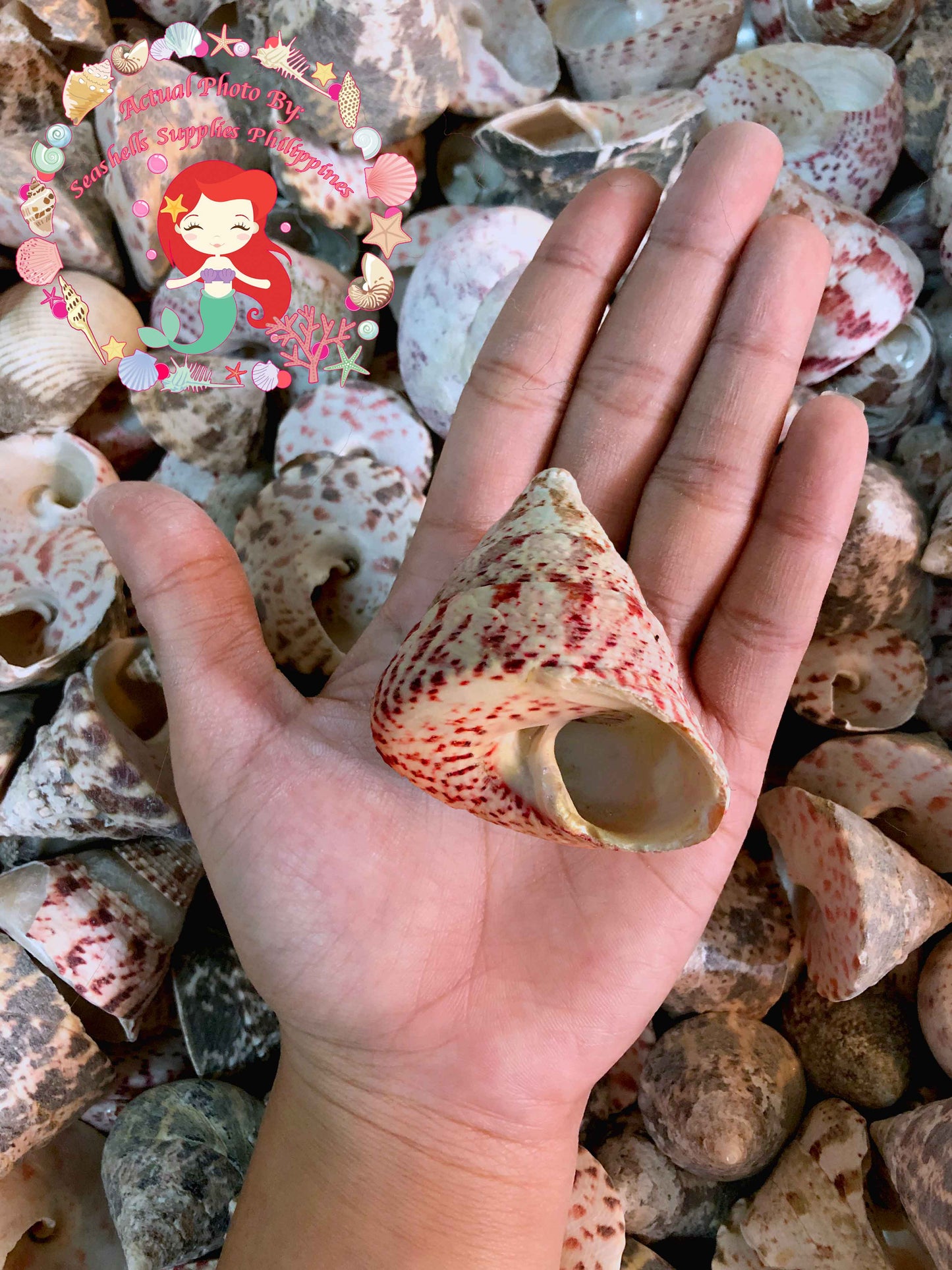 1 Kilo | Strawberry Troca | Cone Shaped Top | Seashells | Sea shells