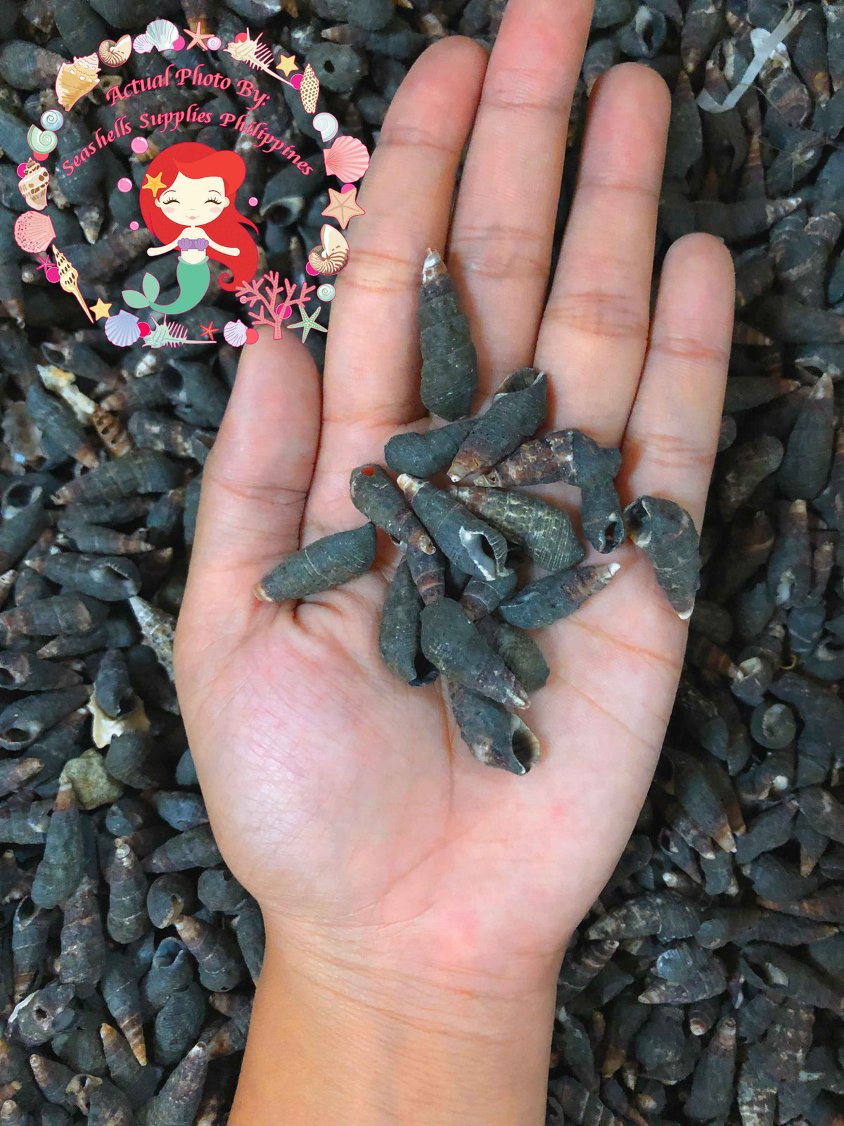 1 Kilo | Suso | Ivory Cerith | Tulis | Seashells | Sea shells