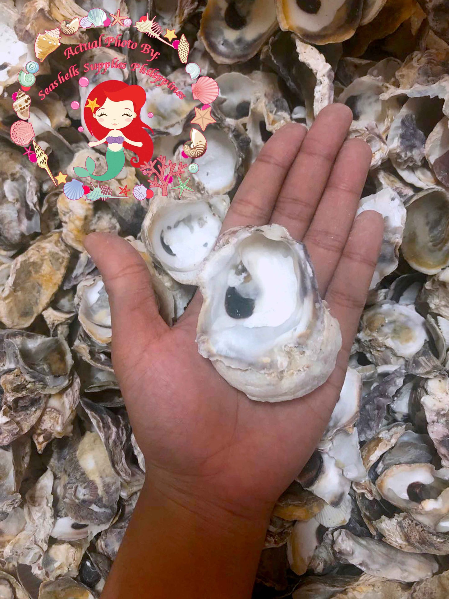 1 Kilo | Talaba | Philippine Cupped Oyster | Seashells | Sea shells