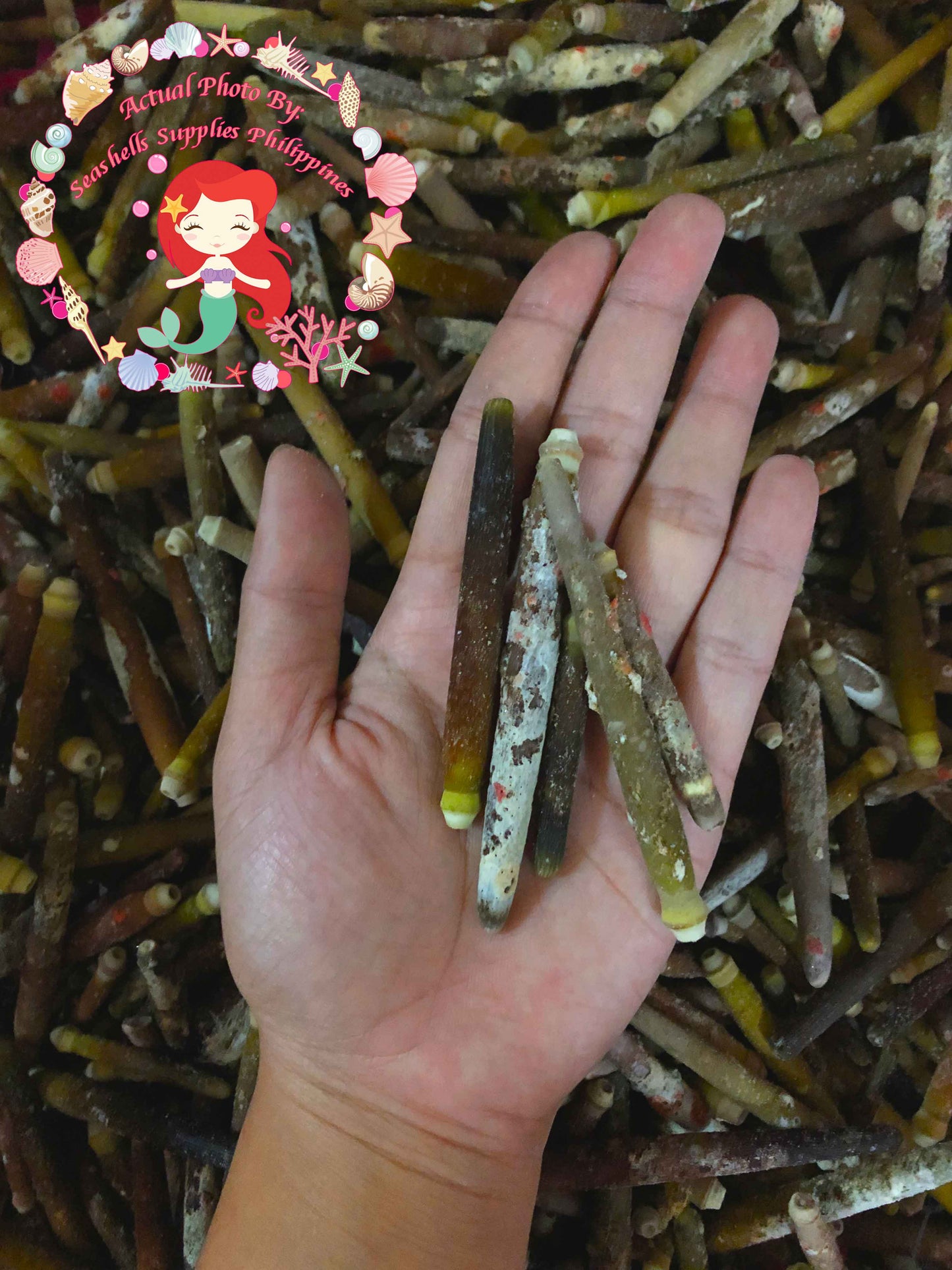 1 Kilo | Urchin Bato | Red Pencil Urchin Spine | Seashells | Sea shells