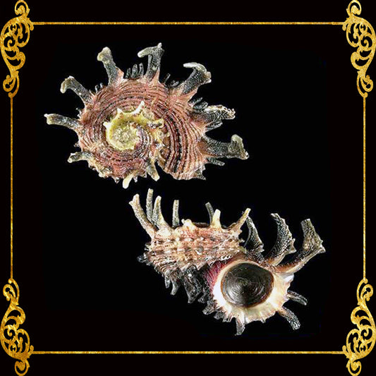 Angaria Long Spine | Imperial Delphinula | 2 - 3 Inches