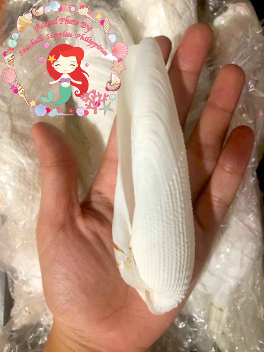 Angel Wing | Cyrtopleura Costata | 3 - 4 Inches