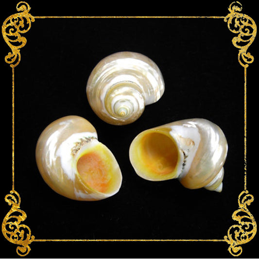 Turbo Pearlized Gold | Gold Mouth Turban | 1 - 3.5 Inches