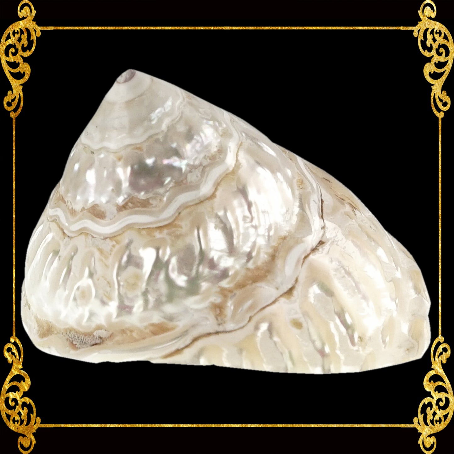 Turbo Undasa Pearlized | Carved Star | 3 - 5 Inches | Large