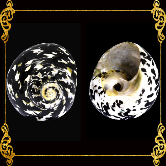 Black Pica Turbo | West Indian Top Shell | 1 - 2.9 Inches