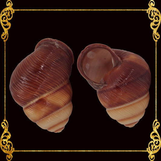 Brown Land Snail | Sowerby | 1 - 2 Inches