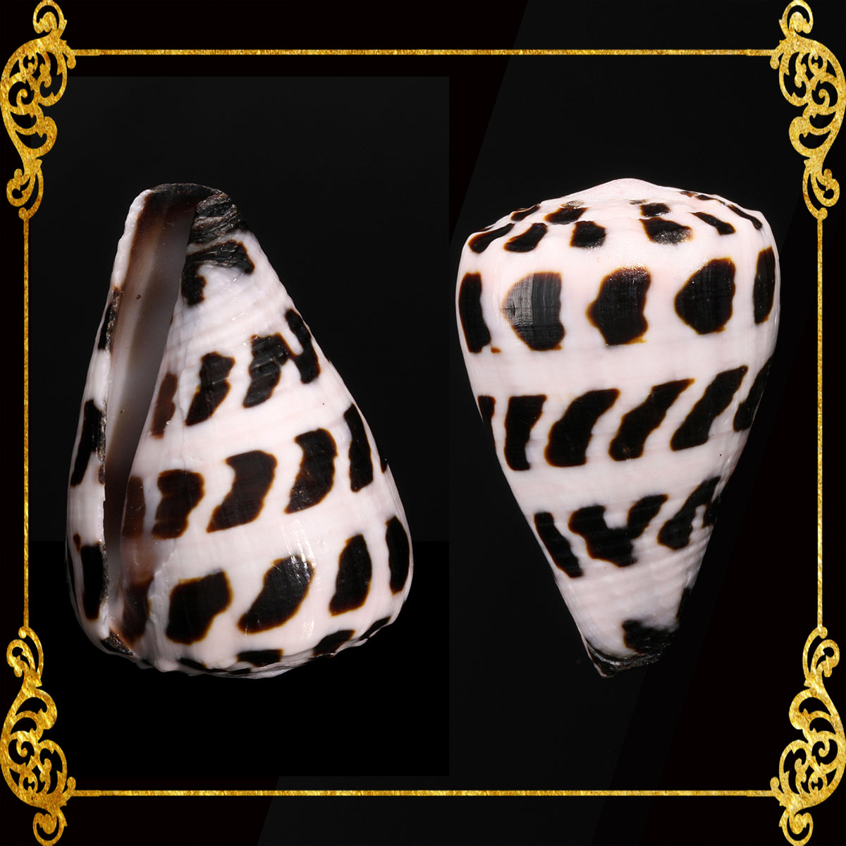 Conus Ebraeus | Hebrew Cone | 0.5 - 2 CM