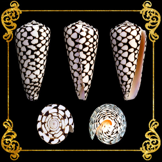 Conus Marmoreous | Marbled Cone | 2 - 3.5 Inches