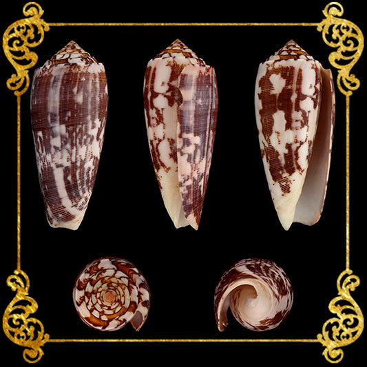 Conus Striatus | Striated Cone | 2.5 - 4 Inches