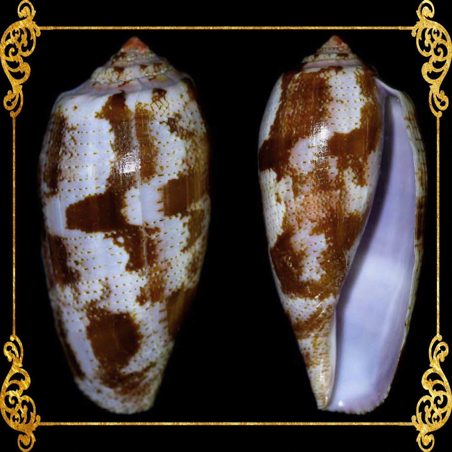 Conus Tulipa | Tulip Cone | 1.5 - 3 Inches