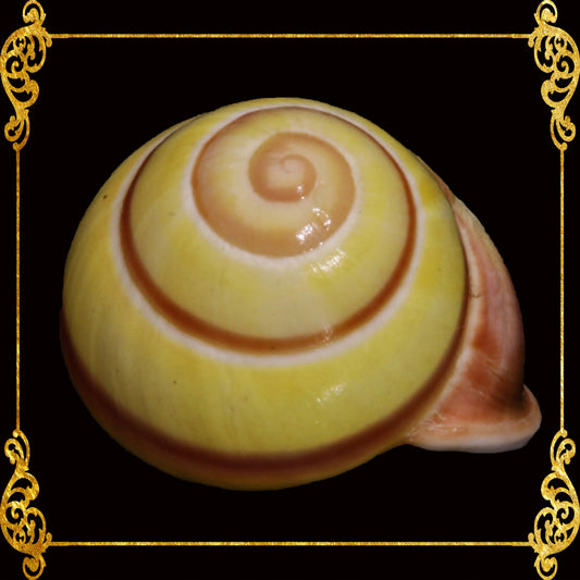 Snail| Yellow Stripe Round | Helicostyla Annulata | 0.5 Inch