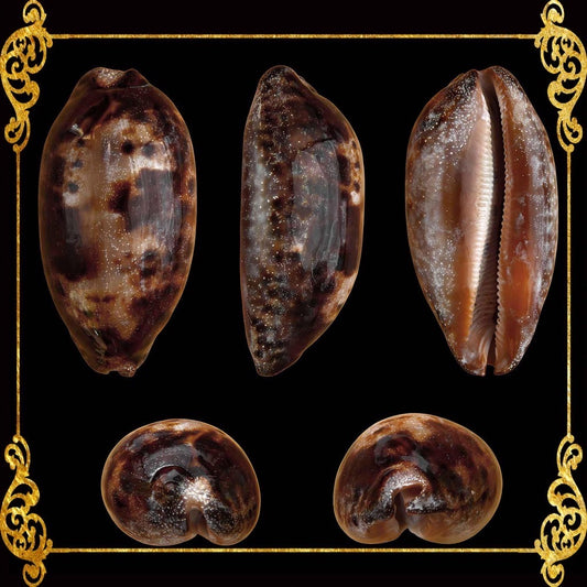 Testudinaria Cyprea | Tortoise Cowry | 1 - 5 Inches