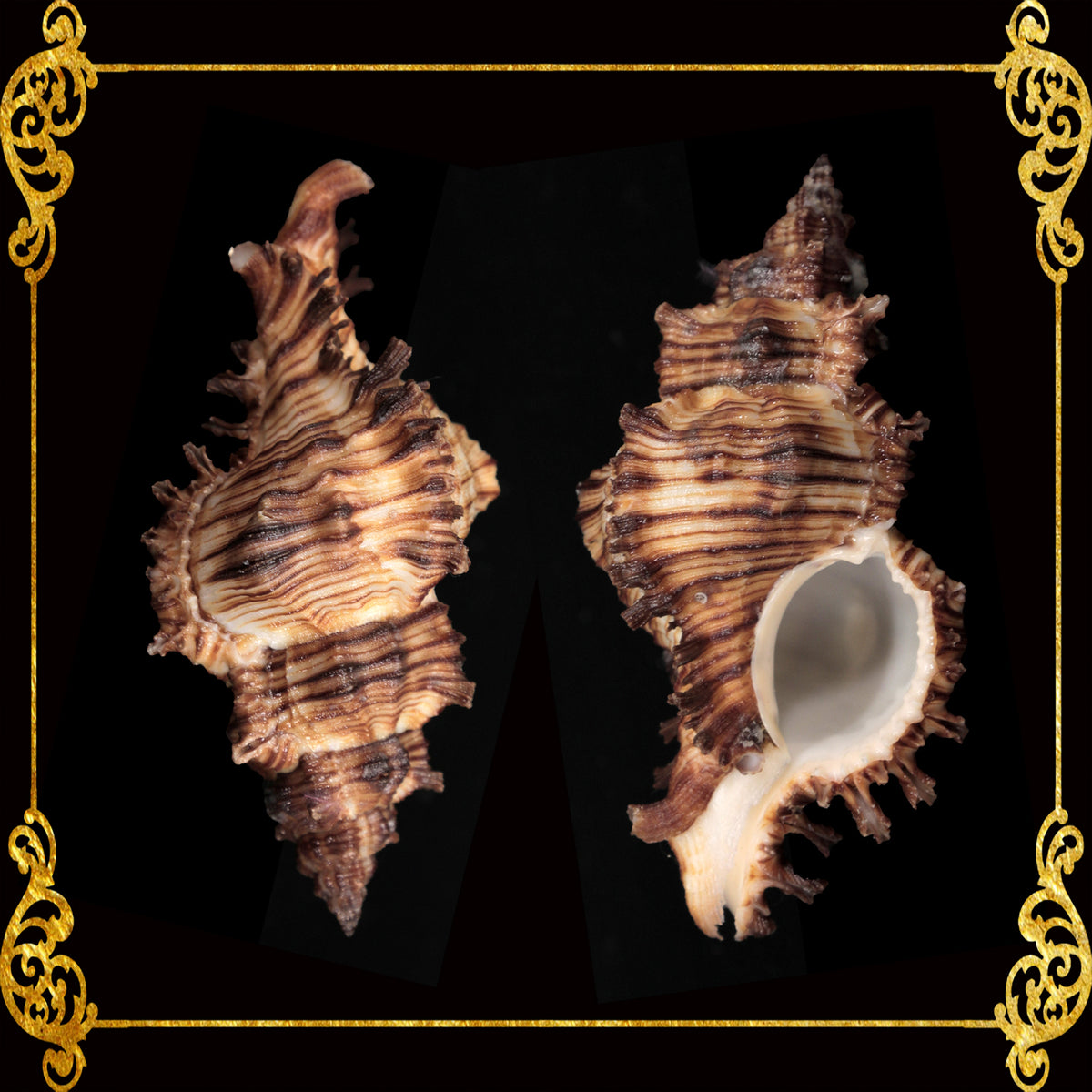 Torrectactus | Chicoreus Torrefactus | Firebrand Murex | 2 - 4 Inches