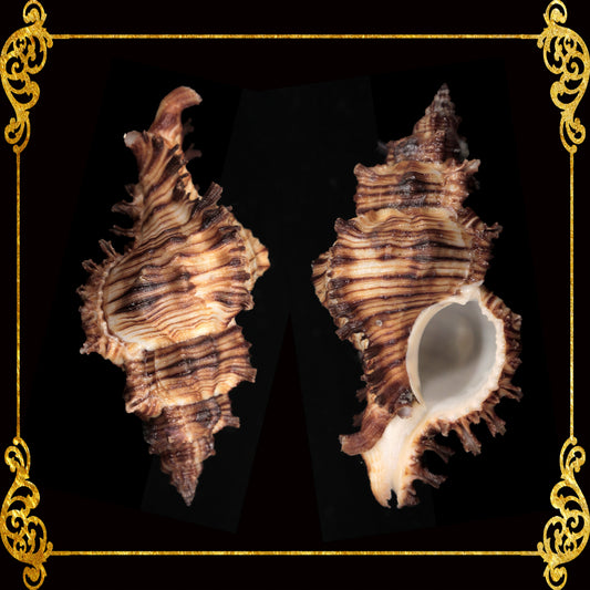 Torrectactus | Chicoreus Torrefactus | Firebrand Murex | 2 - 4 Inches
