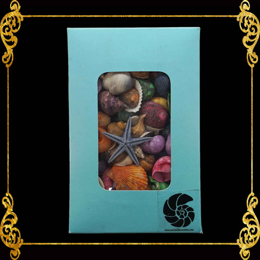 Beach Mixed Colored Tiny Sea Shells in Nautical Box | Shell Crafts | Aquarium Decor | 200 grams