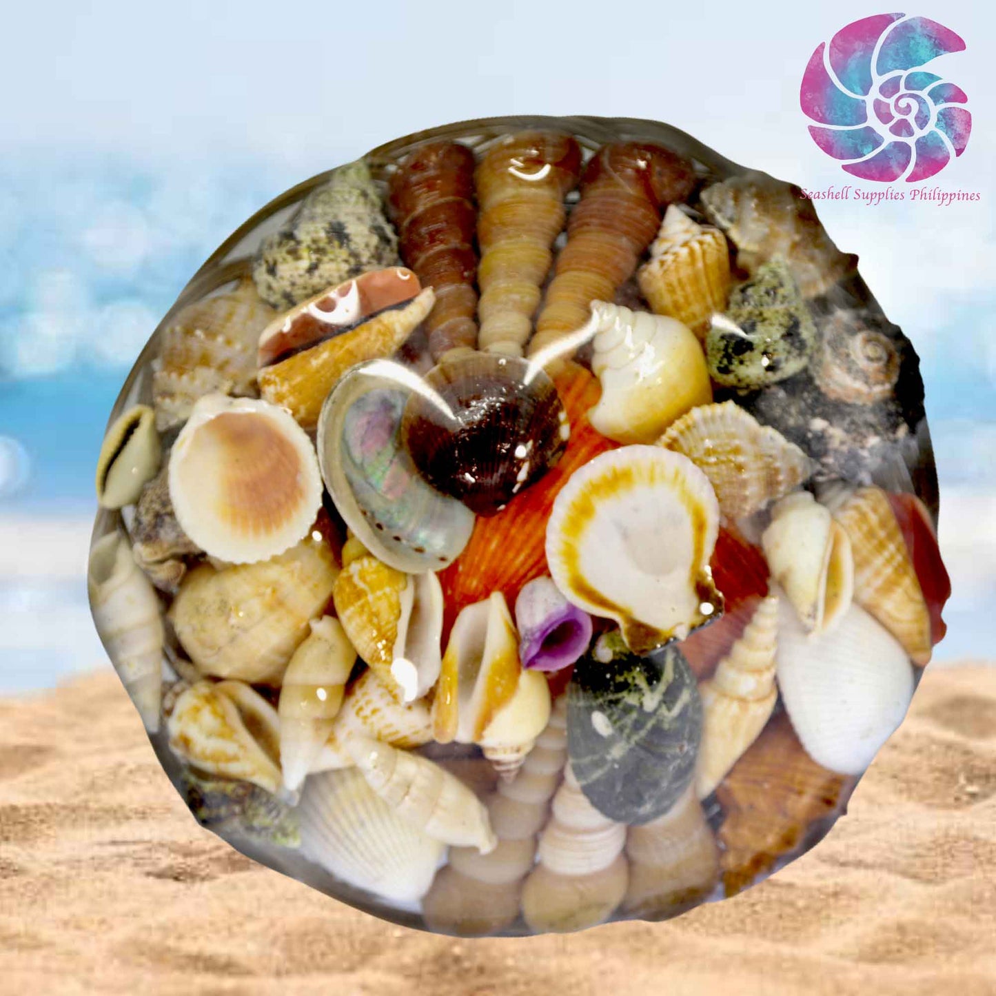 Mixed Sea Shell in a Native Basket | 8 Inches