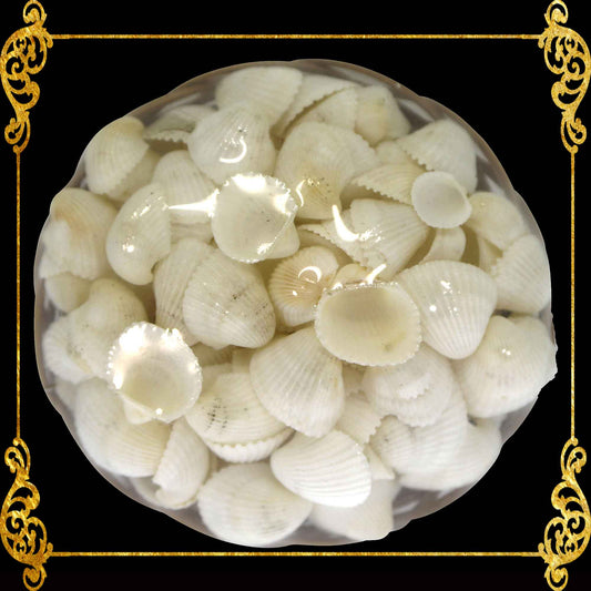 Mixed Sea Shell in a Wooden Basket | 4 Inches | Clamrose