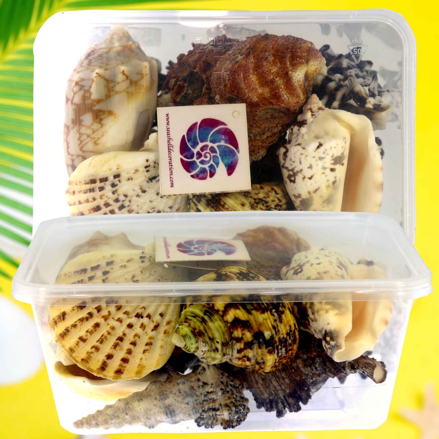 Seashell Pack in Plastic Box | Aquarium Pack | 550 Grams