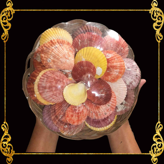 Beach Colorful Clams Seashells | Shell Crafts | Aquarium Decor |11 Inches