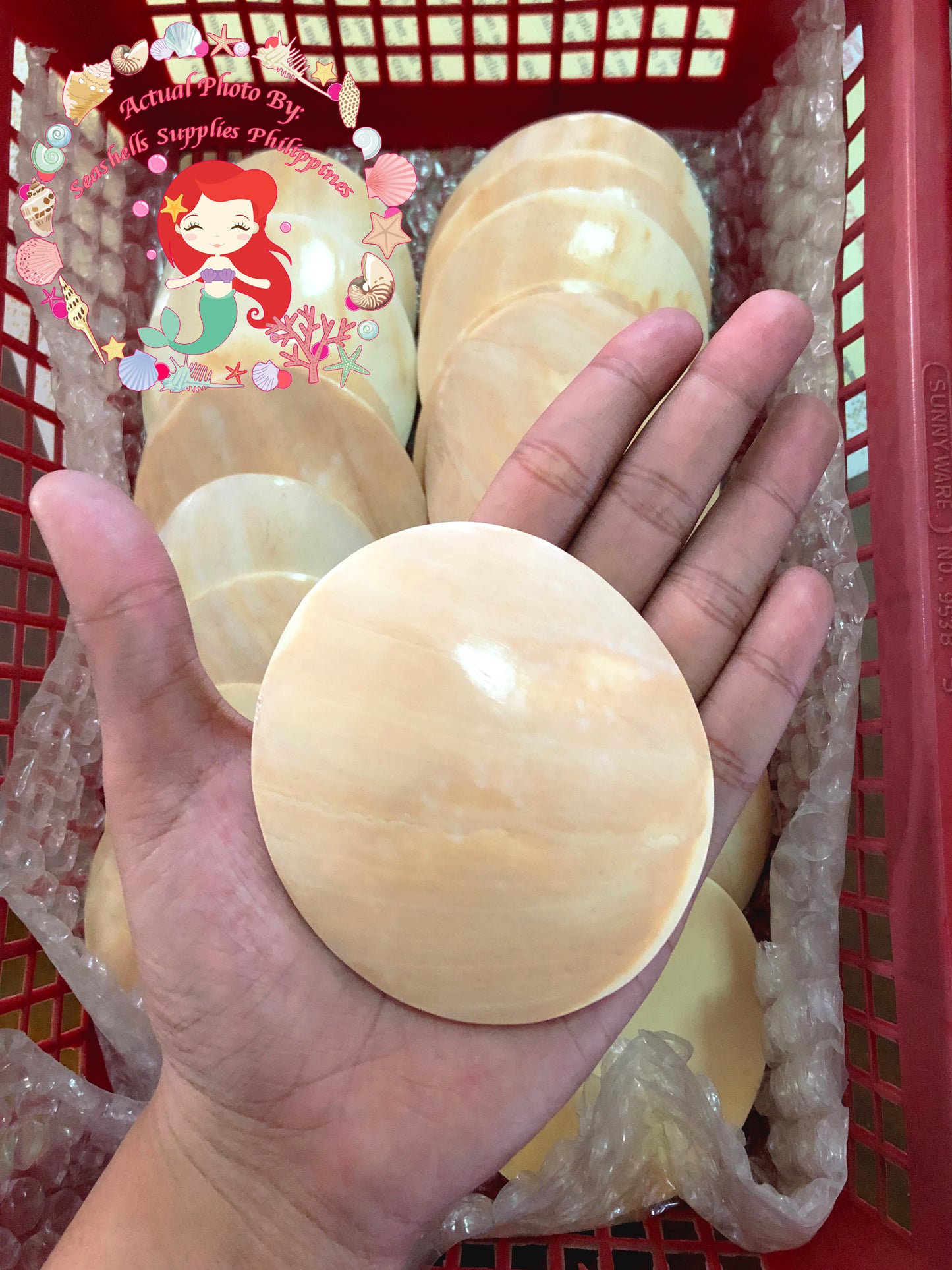 melo-shell-cut-aethiopica-polished-round-3-inches