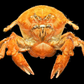 Actumnus squamosus Preserved Crab | Hairy Crab | Rubble-carrying Crab | Real Marine Specimen