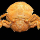 Actumnus squamosus Preserved Crab | Hairy Crab | Rubble-carrying Crab | Real Marine Specimen
