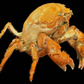 Actumnus squamosus Preserved Crab | Hairy Crab | Rubble-carrying Crab | Real Marine Specimen