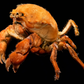 Actumnus squamosus Preserved Crab | Hairy Crab | Rubble-carrying Crab | Real Marine Specimen
