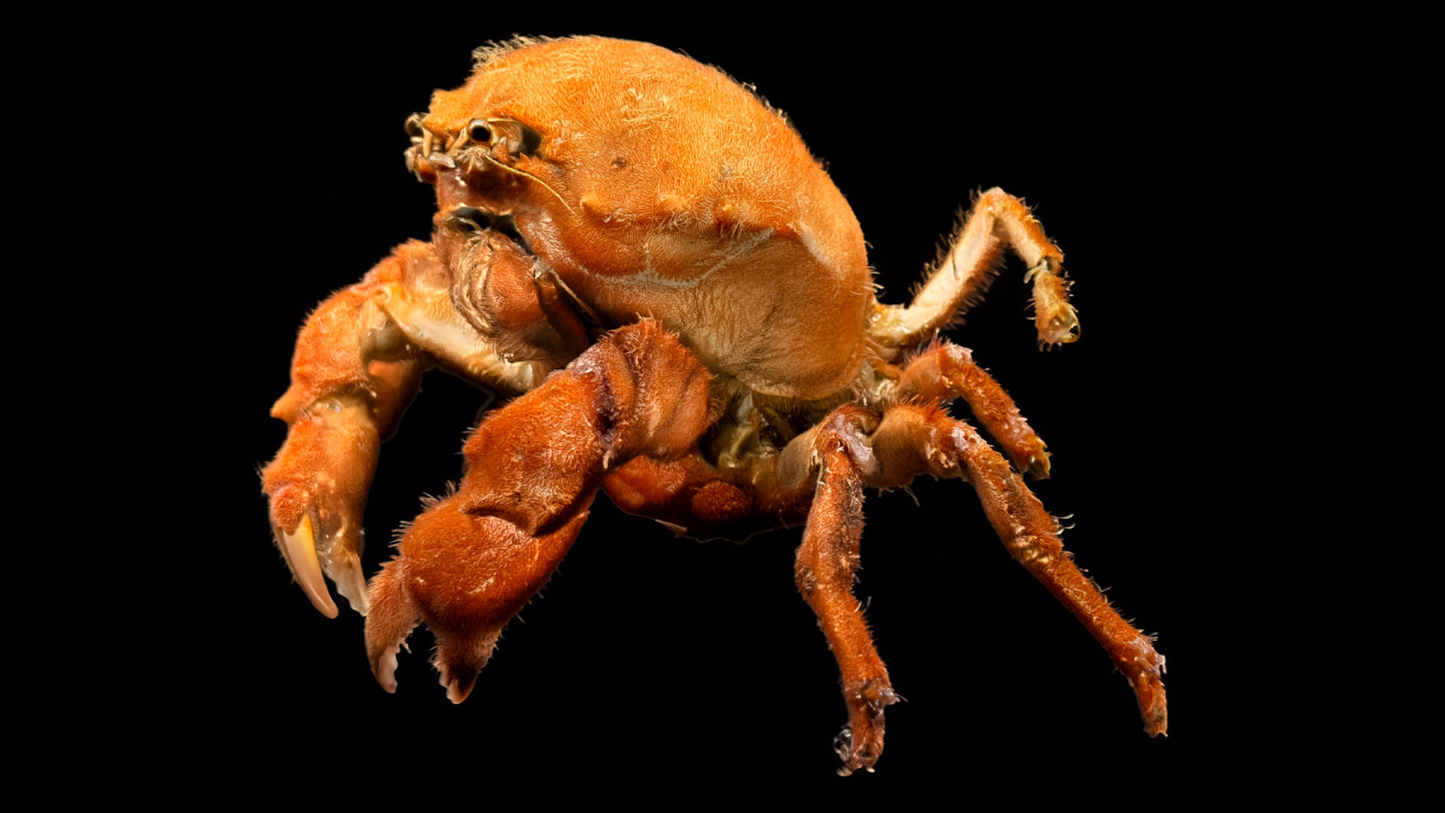 Actumnus squamosus Preserved Crab | Hairy Crab | Rubble-carrying Crab | Real Marine Specimen
