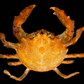 Actumnus squamosus Preserved Crab | Hairy Crab | Rubble-carrying Crab | Real Marine Specimen
