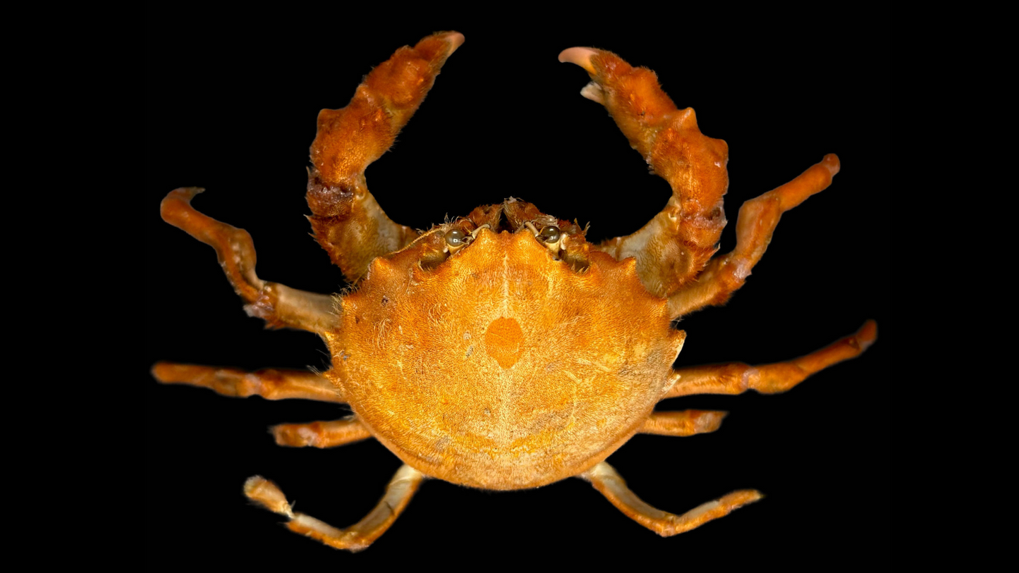 Actumnus squamosus Preserved Crab | Hairy Crab | Rubble-carrying Crab | Real Marine Specimen