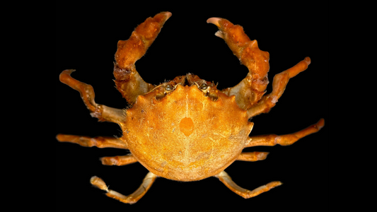 Actumnus squamosus Preserved Crab | Hairy Crab | Rubble-carrying Crab | Real Marine Specimen