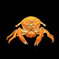 Actumnus squamosus Preserved Crab Specimen | Real Marine Crab for Display, Collection & Education