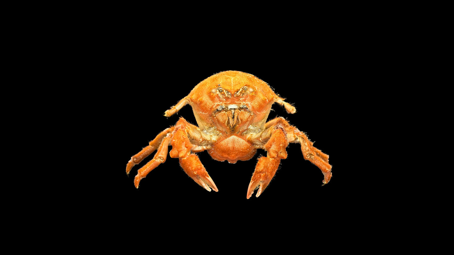 Actumnus squamosus Preserved Crab Specimen | Real Marine Crab for Display, Collection & Education