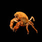 Actumnus squamosus Preserved Crab Specimen | Real Marine Crab for Display, Collection & Education