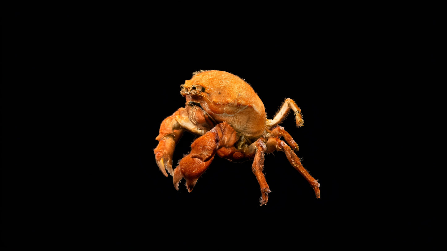 Actumnus squamosus Preserved Crab Specimen | Real Marine Crab for Display, Collection & Education