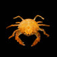 Actumnus squamosus Preserved Crab Specimen | Real Marine Crab for Display, Collection & Education