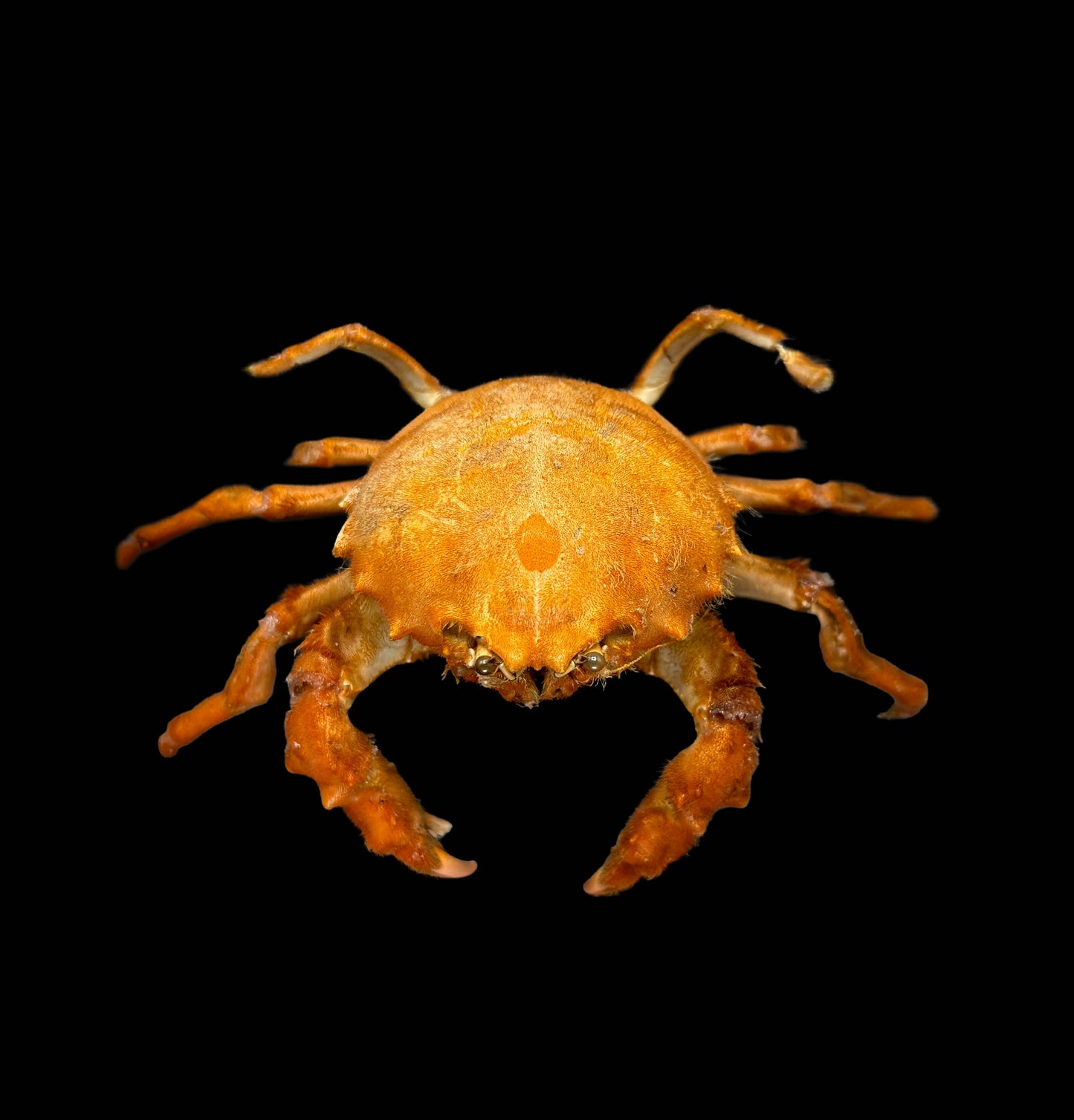 Actumnus squamosus Preserved Crab Specimen | Real Marine Crab for Display, Collection & Education