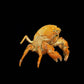 Actumnus squamosus Preserved Crab Specimen | Real Marine Crab for Display, Collection & Education