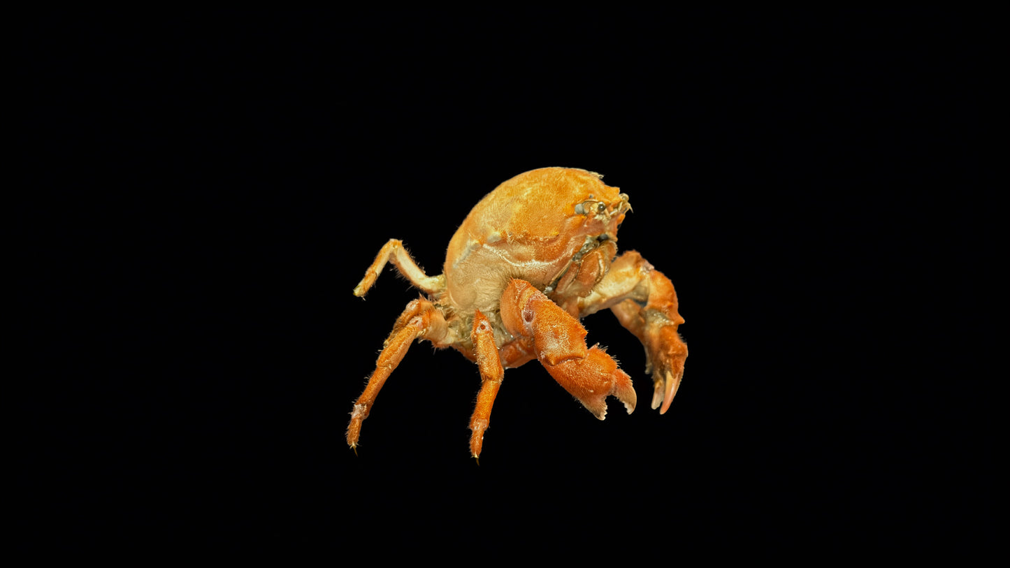 Actumnus squamosus Preserved Crab Specimen | Real Marine Crab for Display, Collection & Education