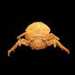Actumnus squamosus Preserved Crab Specimen | Real Marine Crab for Display, Collection & Education