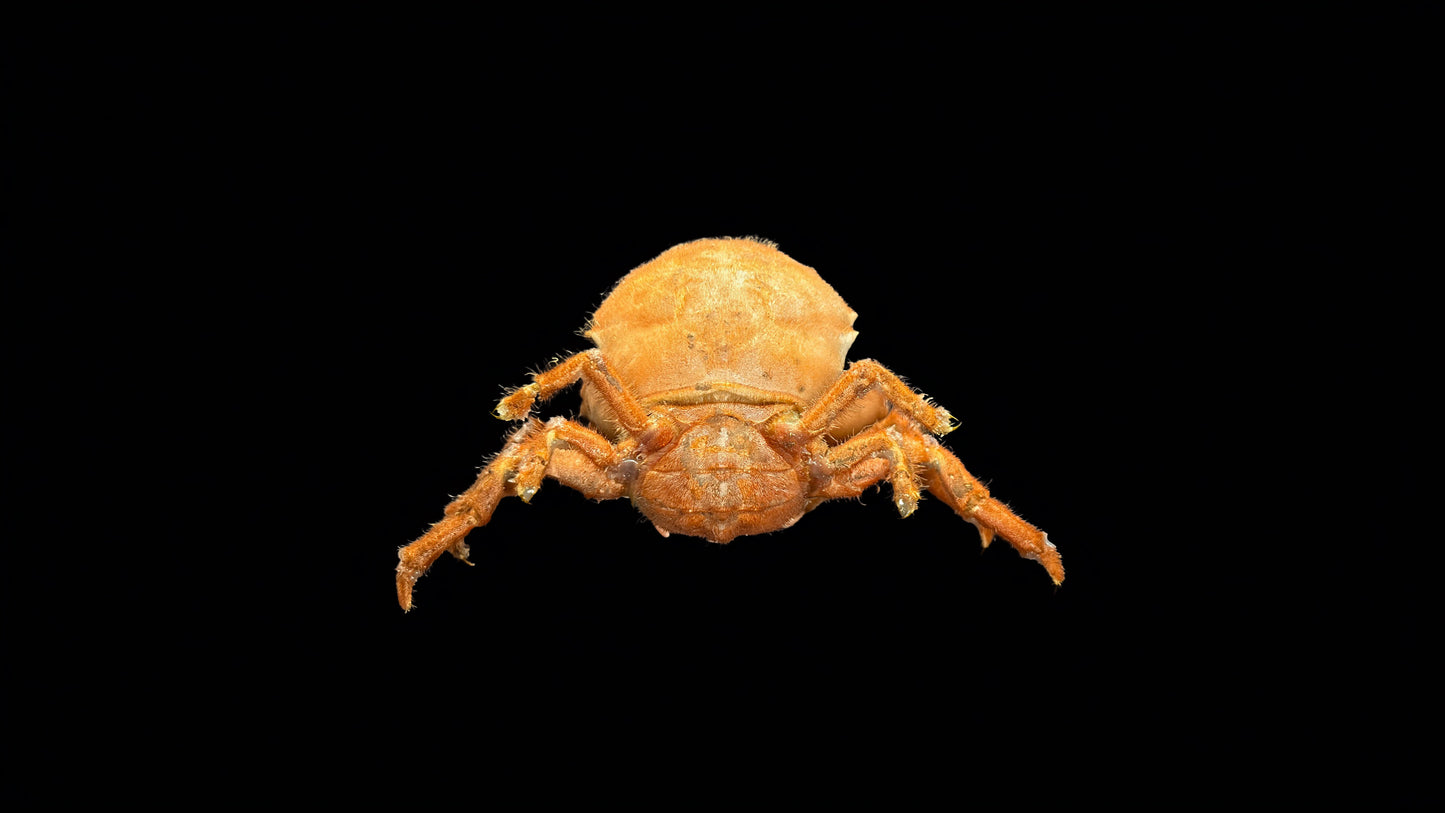Actumnus squamosus Preserved Crab Specimen | Real Marine Crab for Display, Collection & Education