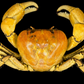 Ascension Island Land Crab | Johngartia lagostoma | Preserved Crabs