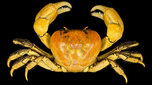 Ascension Island Land Crab | Johngartia lagostoma | Preserved Crabs