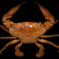 Asian Paddle Crab (Charybdis japonica) | Preserved Crab Specimen | Real Marine Swimming Crab